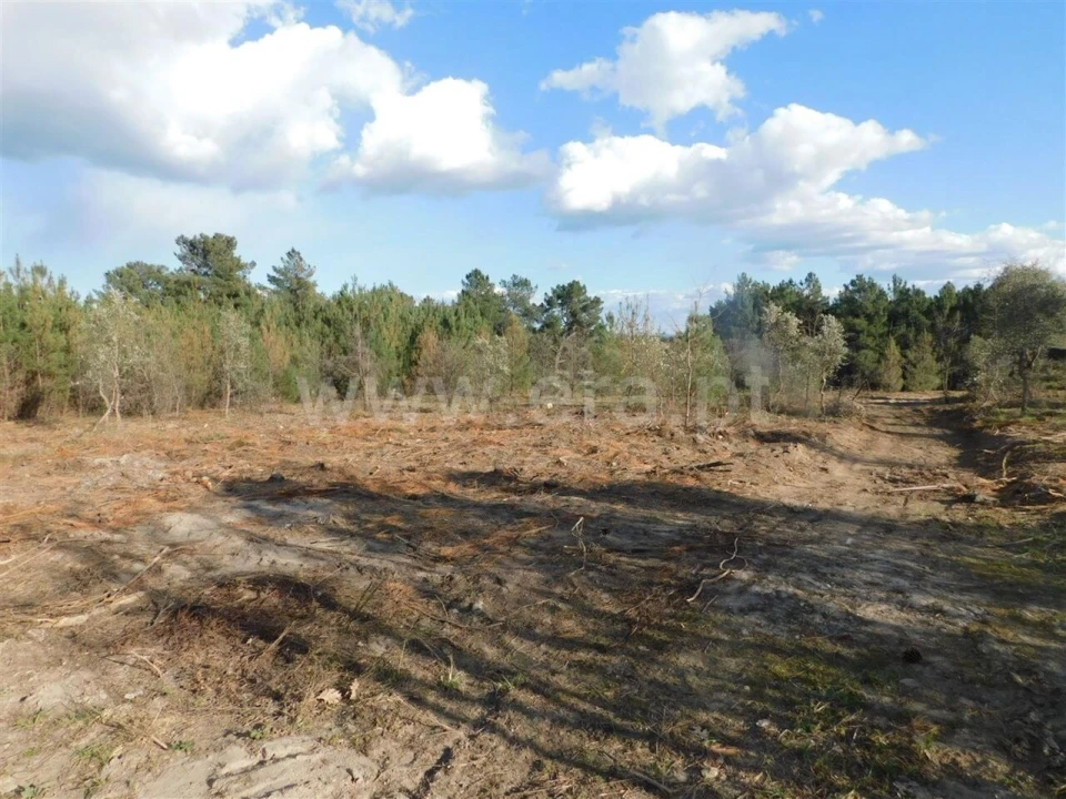 Quinta T0 para Venda em Vale de Prazeres e Mata da Rainha Foto 1