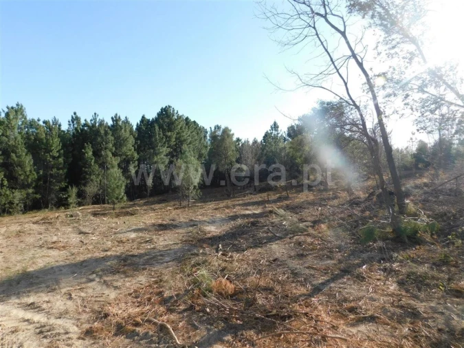 Quinta T0 para Venda em Vale de Prazeres e Mata da Rainha Foto 7