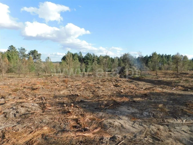 Quinta T0 para Venda em Vale de Prazeres e Mata da Rainha Foto 3
