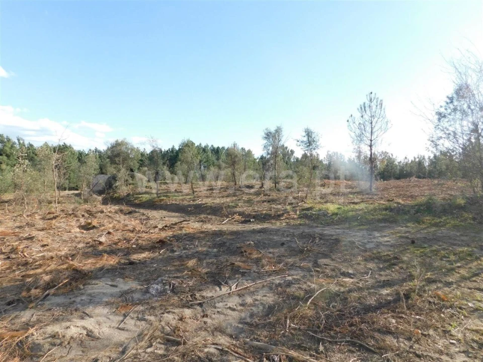 Quinta T0 para Venda em Vale de Prazeres e Mata da Rainha Foto 2