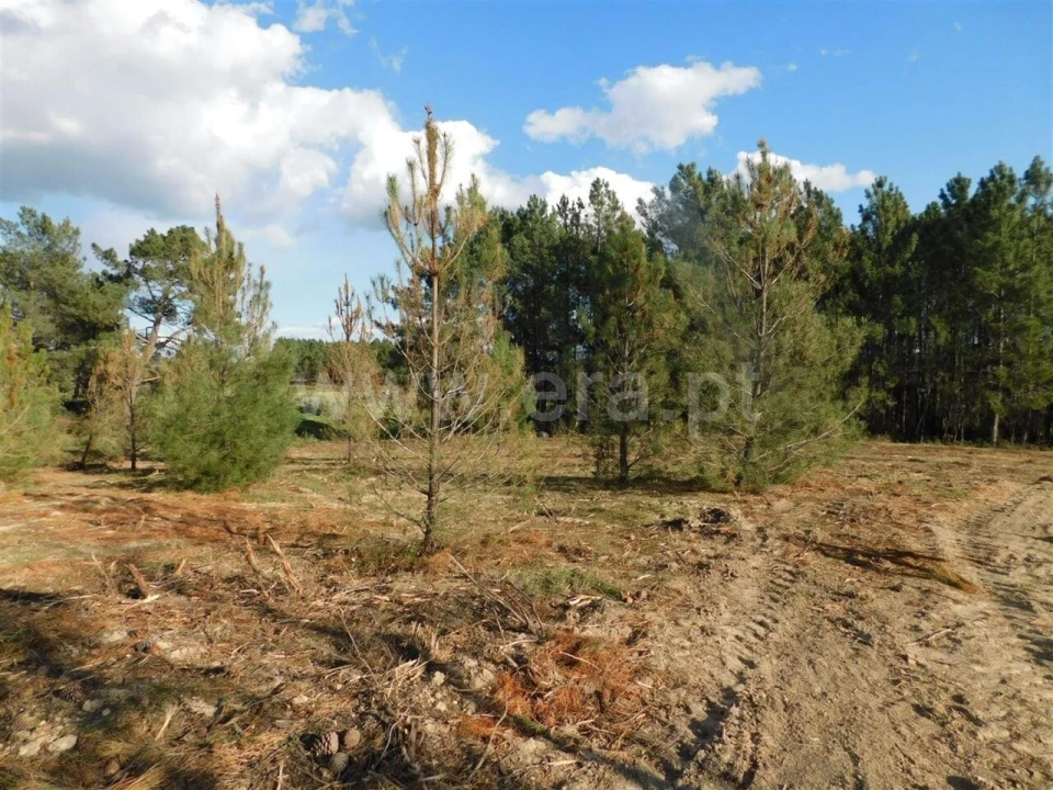 Quinta T0 para Venda em Vale de Prazeres e Mata da Rainha Foto 8
