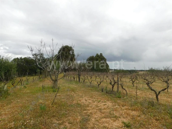 Terreno para Venda em Póvoa de Atalaia e Atalaia do Campo Foto 6