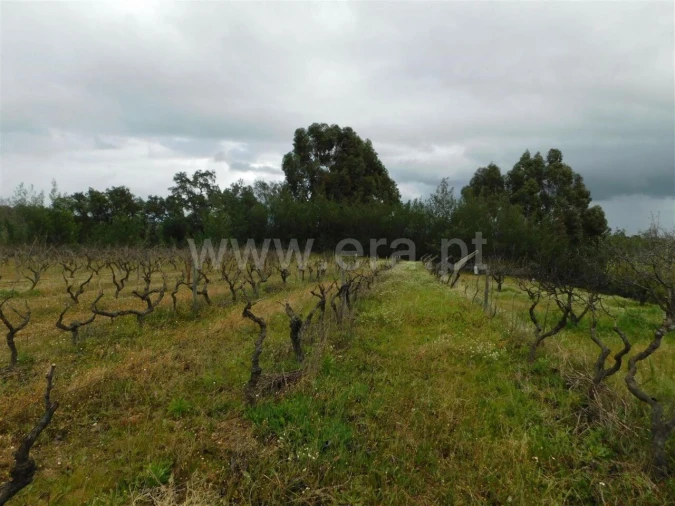 Terreno para Venda em Póvoa de Atalaia e Atalaia do Campo Foto 5