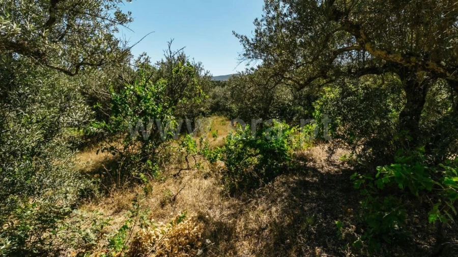 Terreno para Venda em Fundão, Valverde, Donas, A. Joanes, A. Nova Cabo