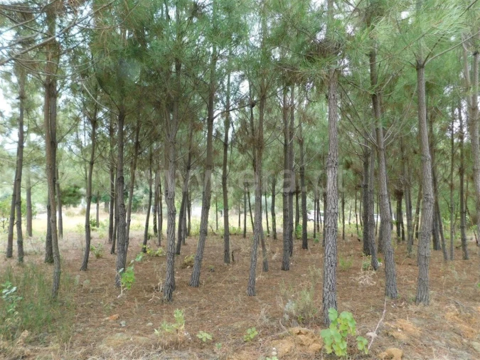 Terreno para Venda em Fundão, Valverde, Donas, A. Joanes, A. Nova Cabo Foto 7