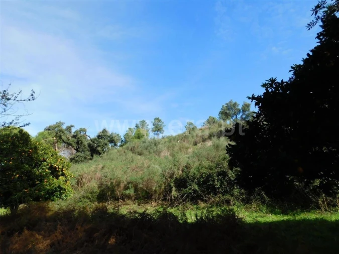 Quinta T0 para Venda em Vale de Prazeres e Mata da Rainha Foto 9