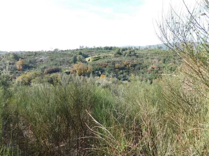 Quinta T0 para Venda em Vale de Prazeres e Mata da Rainha Foto 3