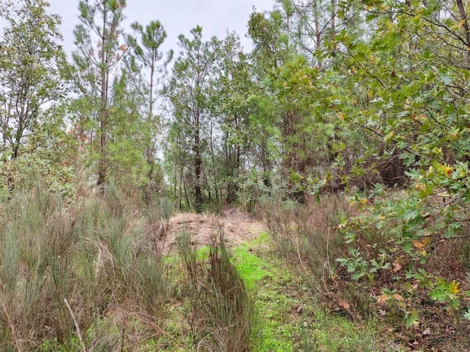 Terreno para Venda em Póvoa de Atalaia e Atalaia do Campo Foto 4