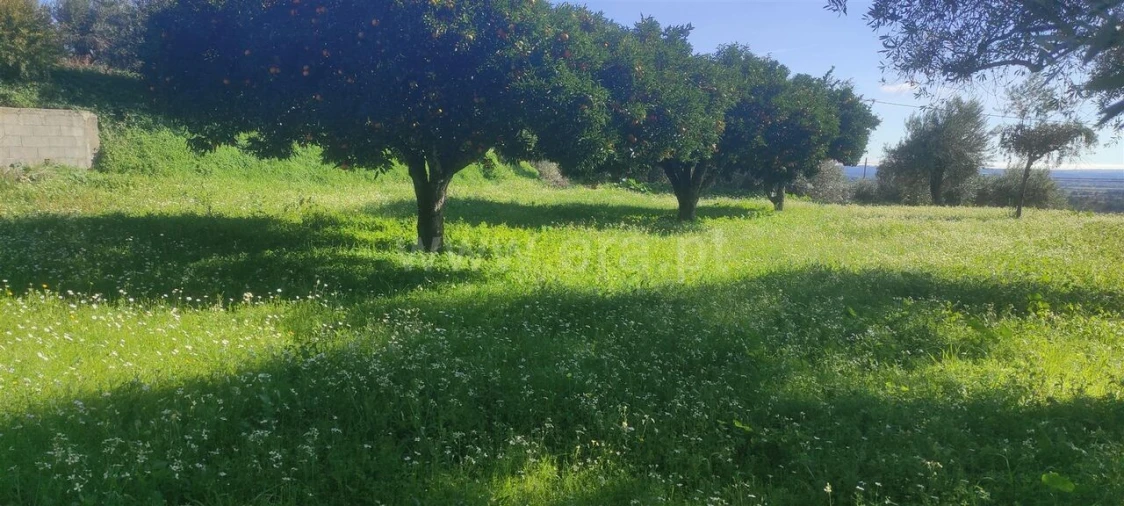 Terreno para Venda em Vale de Prazeres e Mata da Rainha Foto 2