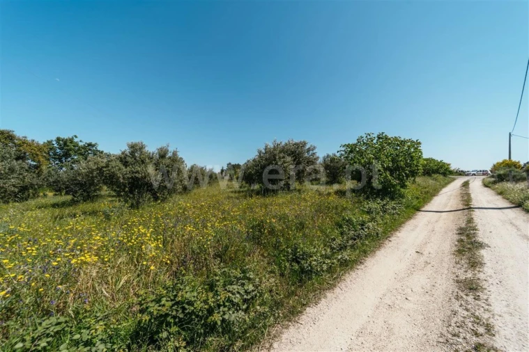Terreno para Venda em Vale de Prazeres e Mata da Rainha Foto 13