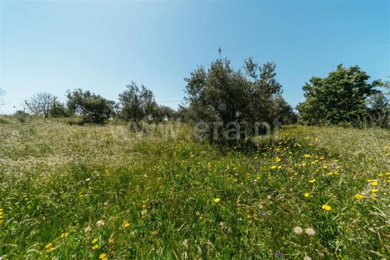 Terreno para Venda em Vale de Prazeres e Mata da Rainha Foto 11