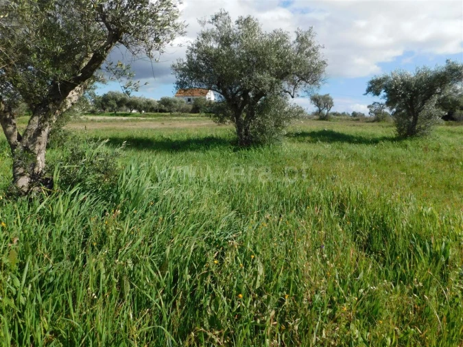 Quinta T0 para Venda em Vale de Prazeres e Mata da Rainha Foto 4