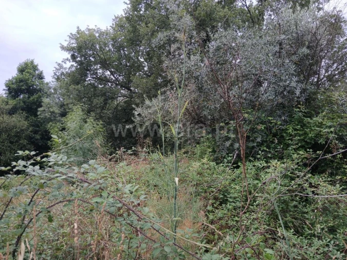 Terreno para Venda em Póvoa de Atalaia e Atalaia do Campo Foto 8