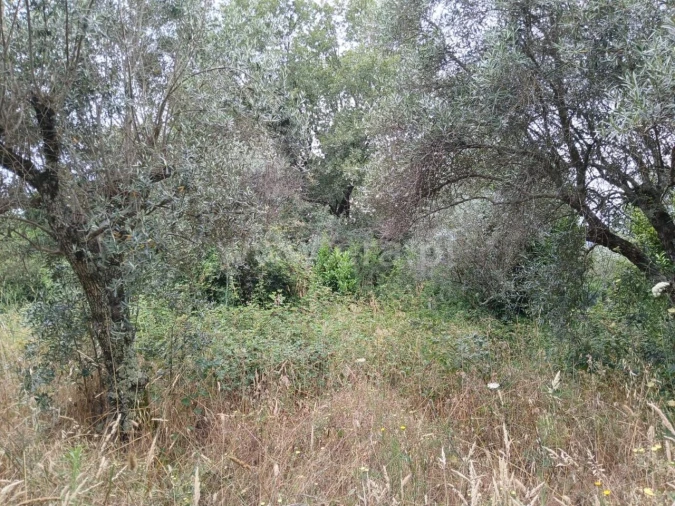 Terreno para Venda em Póvoa de Atalaia e Atalaia do Campo Foto 3
