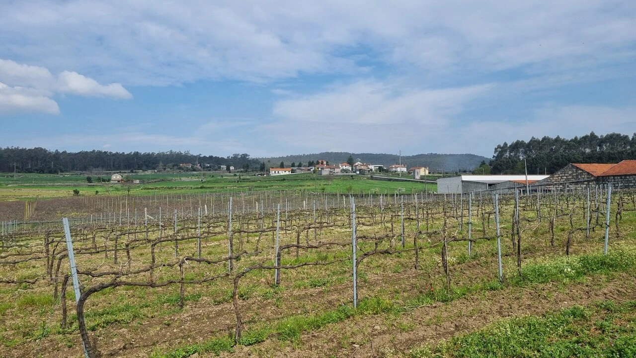 Terreno para Venda em Chorente, Góios, Courel, Pedra Furada e Gueral Foto 11