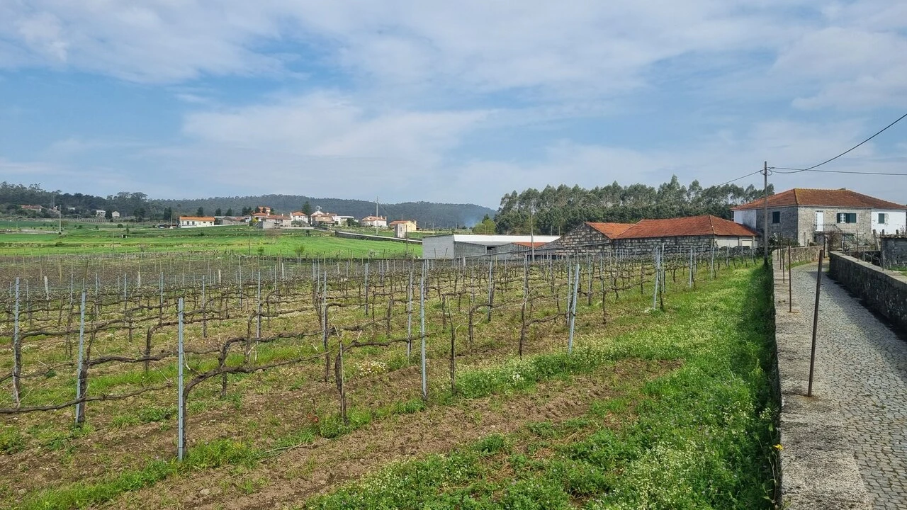 Terreno para Venda em Chorente, Góios, Courel, Pedra Furada e Gueral Foto 13