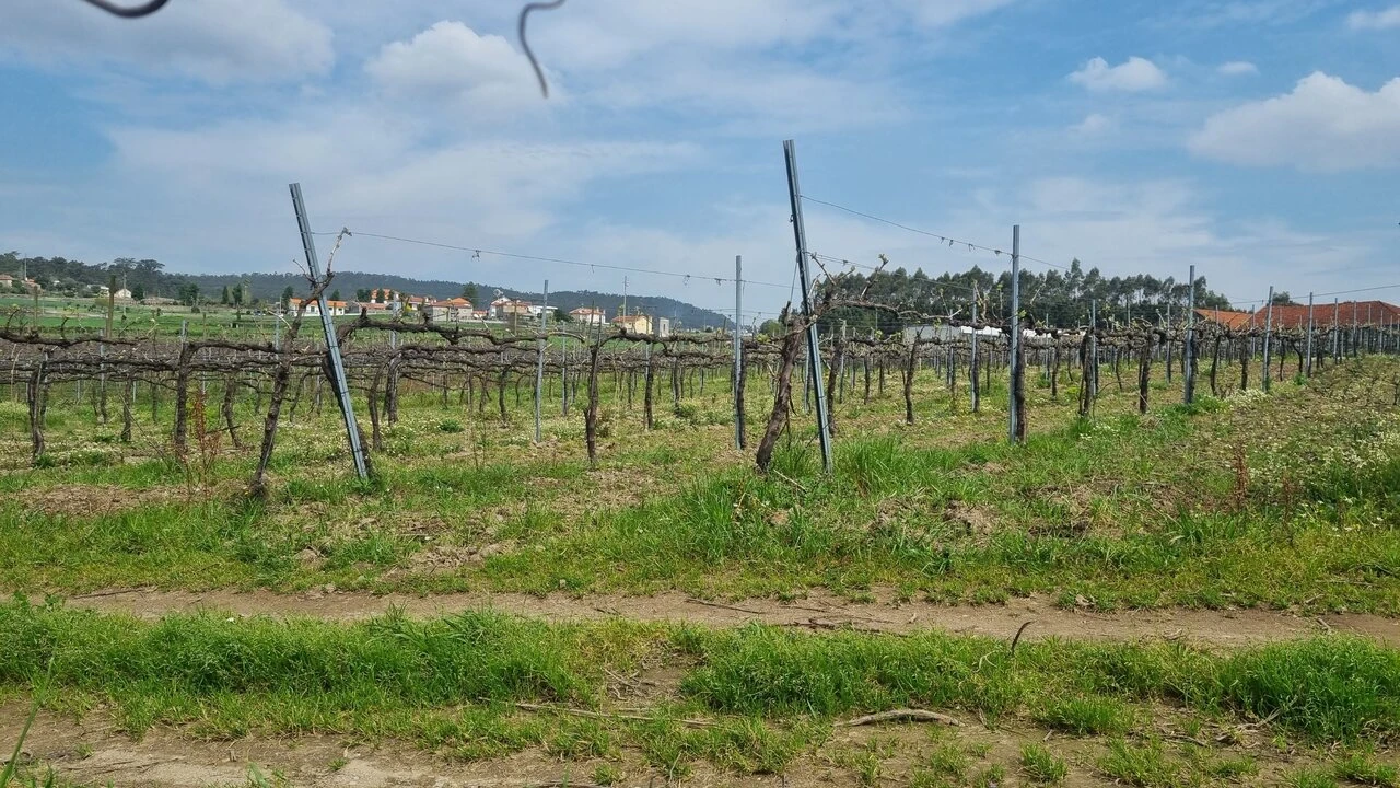 Terreno para Venda em Chorente, Góios, Courel, Pedra Furada e Gueral Foto 17
