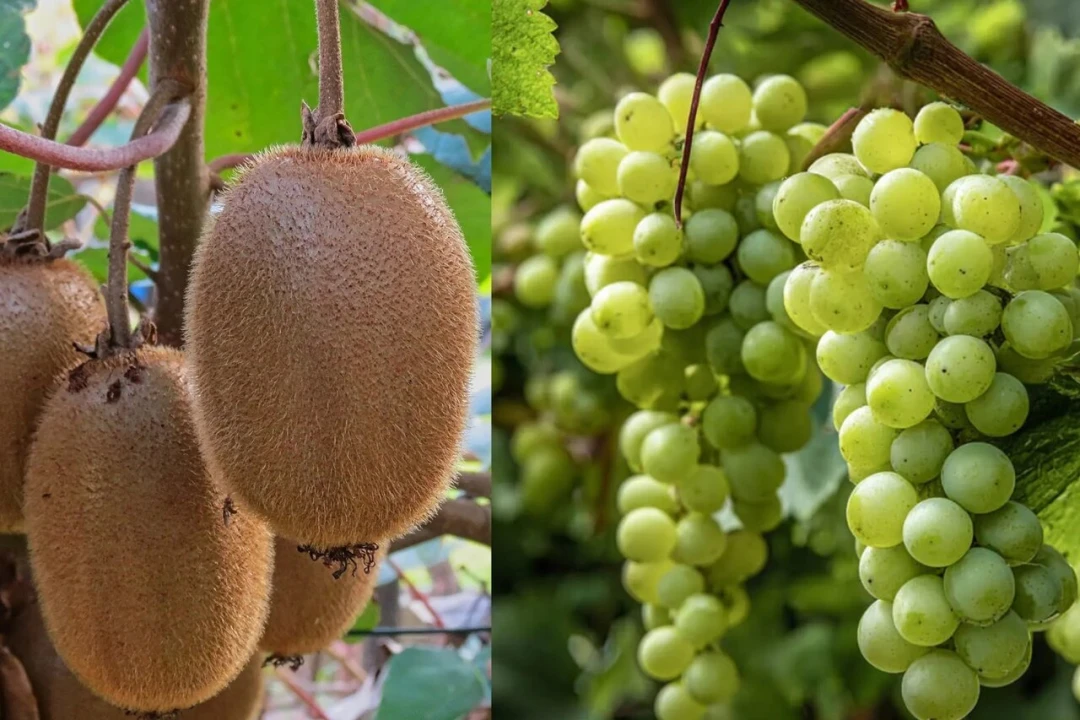 Terreno para Venda em Chorente, Góios, Courel, Pedra Furada e Gueral Foto 18