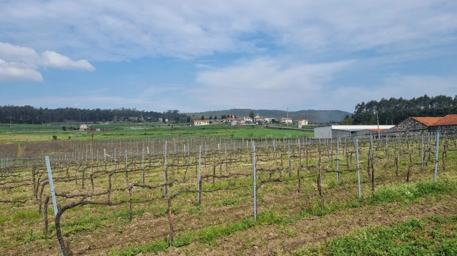 Terreno para Venda em Chorente, Góios, Courel, Pedra Furada e Gueral Foto 11