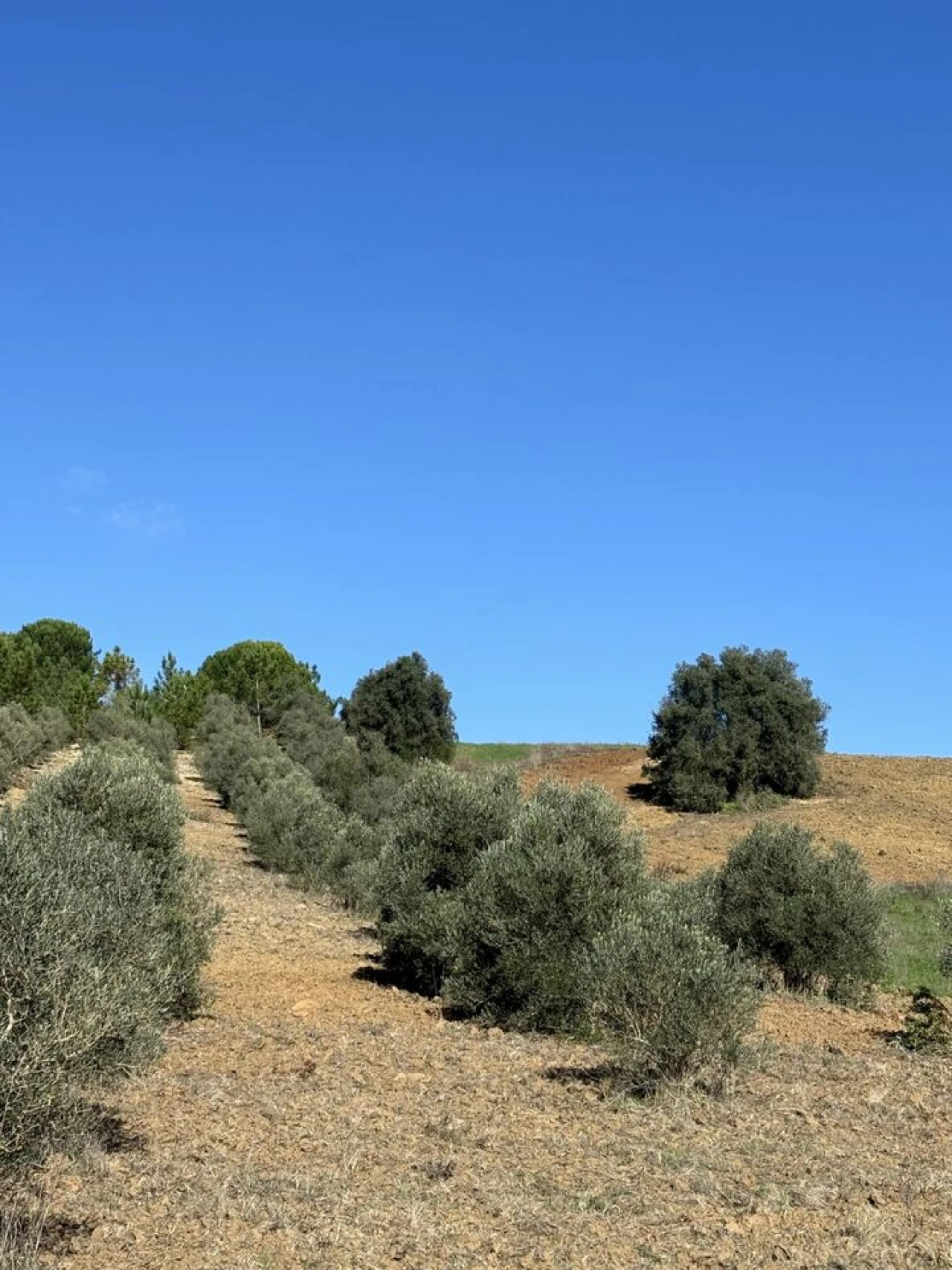 Terreno para Venda em Outeiro da Cortiçada e Arruda dos Pisões Foto 2