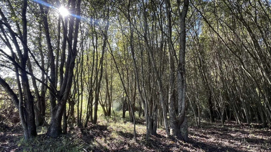 Terreno para Venda em Serzedo e Perosinho Foto 9