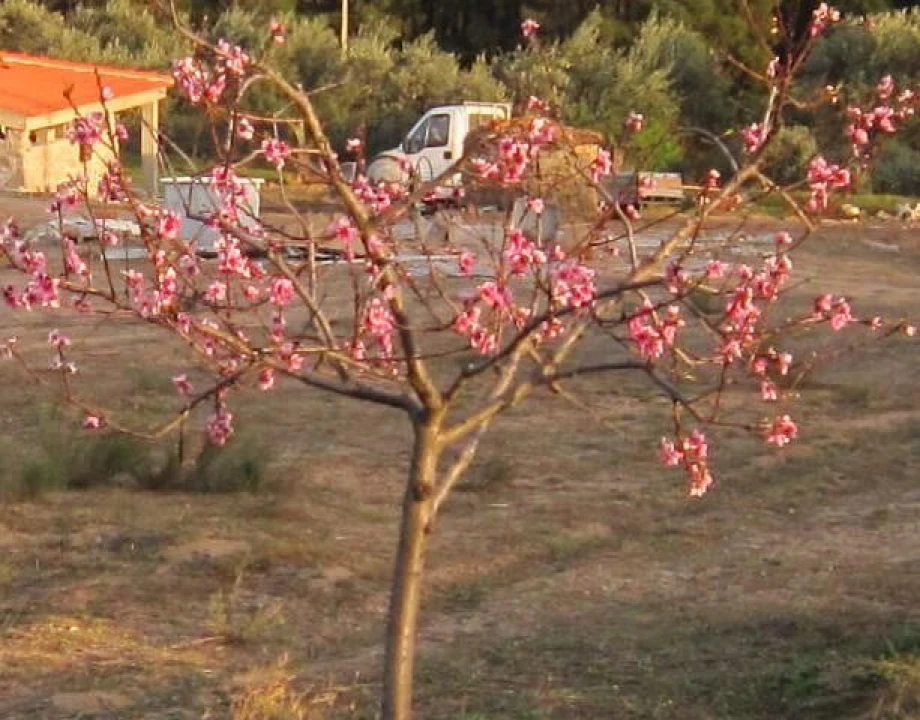 Quinta T3 para Venda em Vale de Prazeres e Mata da Rainha Foto 12