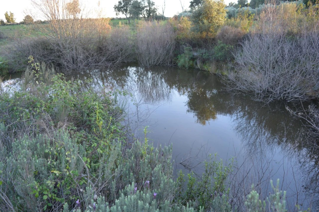 Quinta T3 para Venda em Vale de Prazeres e Mata da Rainha Foto 24