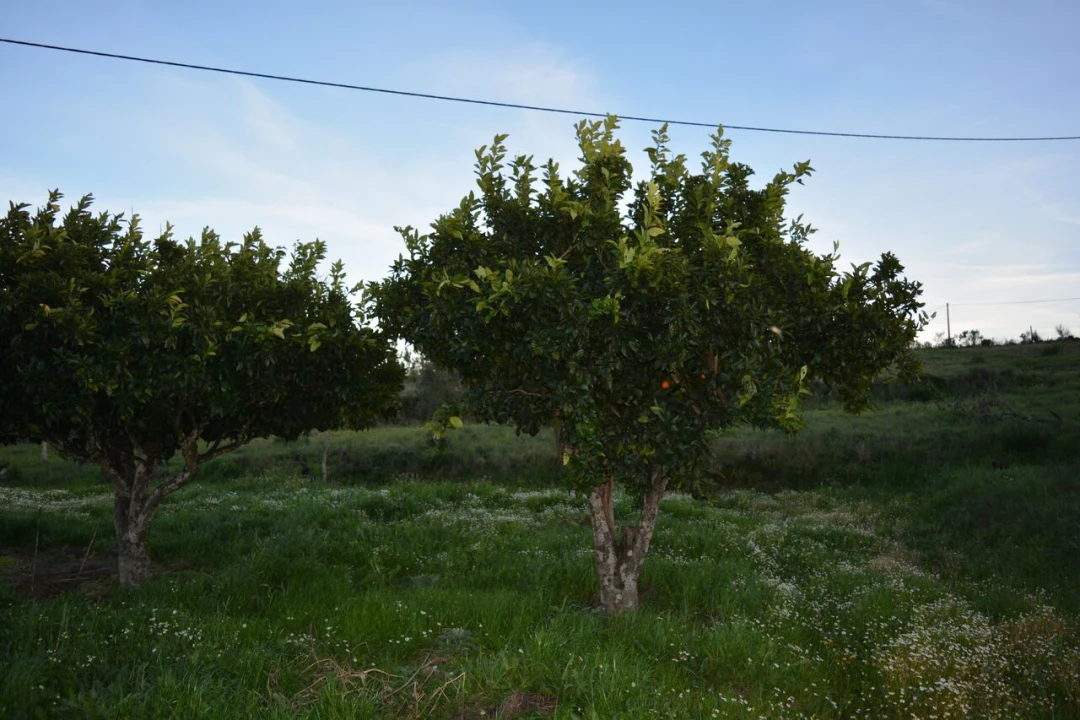 Quinta T3 para Venda em Vale de Prazeres e Mata da Rainha Foto 26