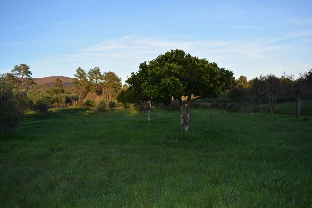 Quinta T3 para Venda em Vale de Prazeres e Mata da Rainha Foto 27