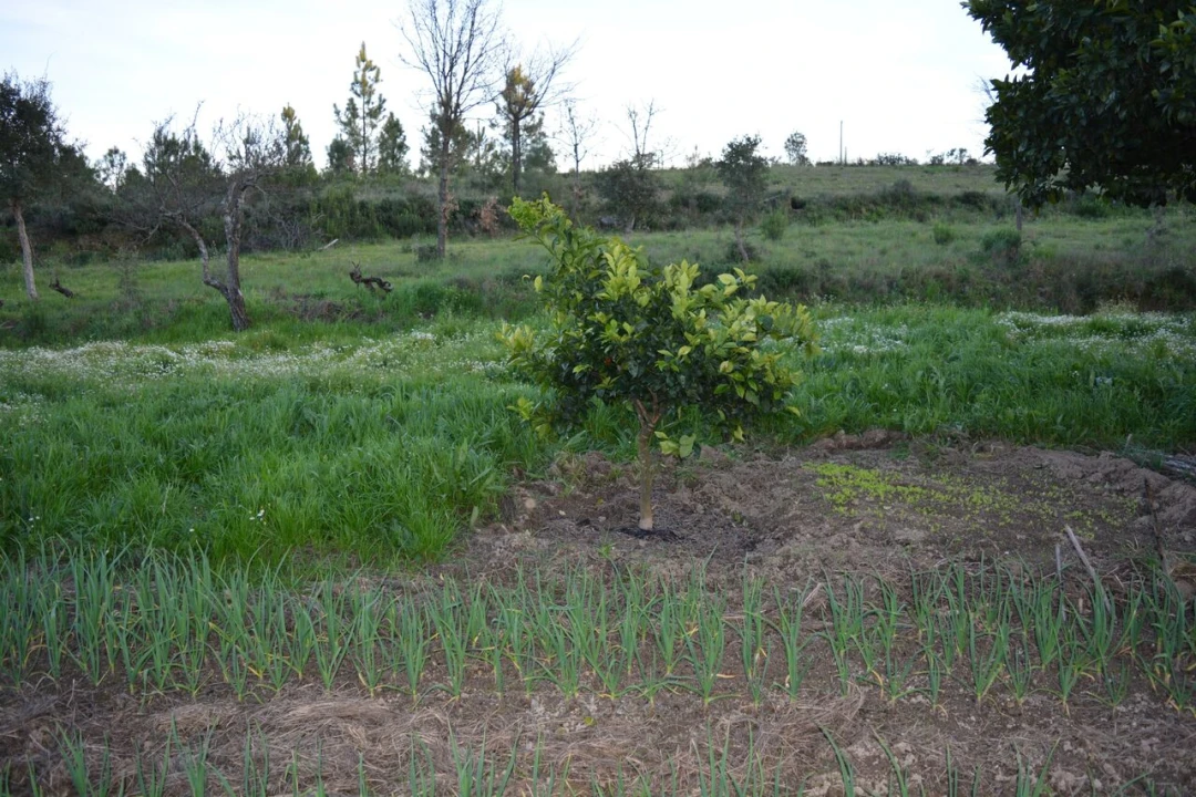 Quinta T3 para Venda em Vale de Prazeres e Mata da Rainha Foto 29