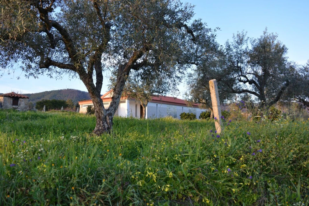 Quinta T3 para Venda em Vale de Prazeres e Mata da Rainha Foto 31