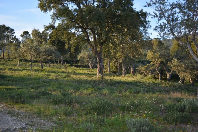 Quinta T3 para Venda em Vale de Prazeres e Mata da Rainha Foto 17