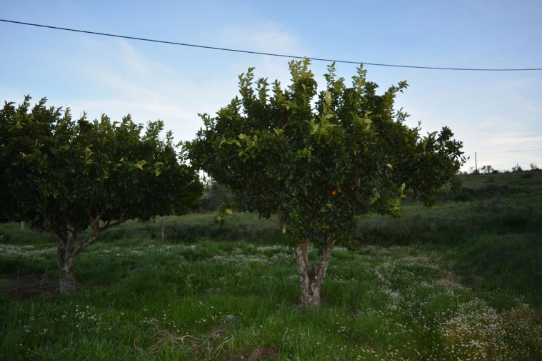 Quinta T3 para Venda em Vale de Prazeres e Mata da Rainha Foto 26