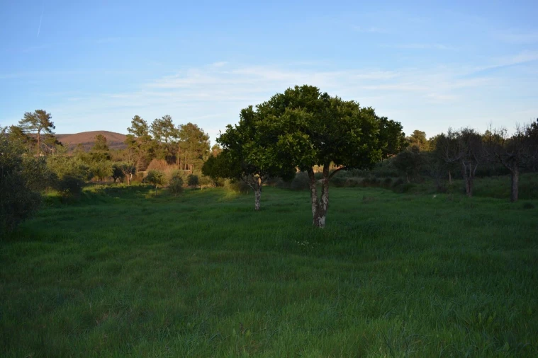Quinta T3 para Venda em Vale de Prazeres e Mata da Rainha Foto 27