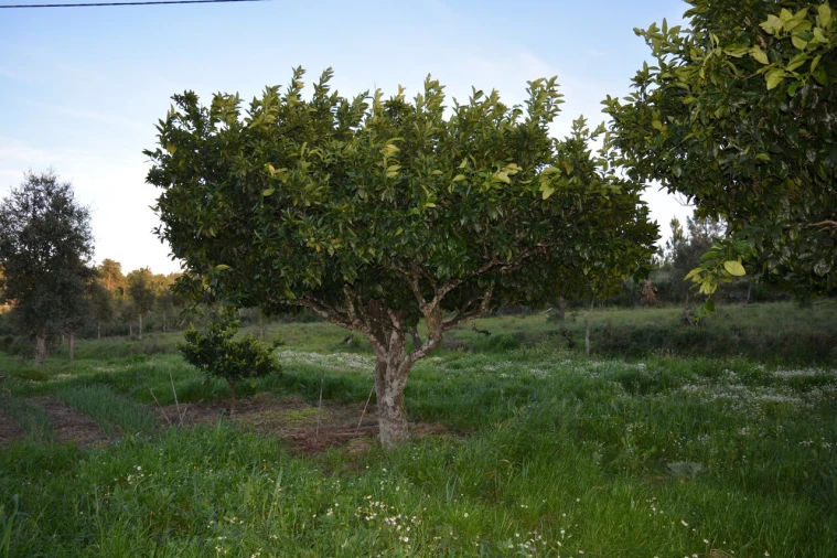 Quinta T3 para Venda em Vale de Prazeres e Mata da Rainha Foto 28