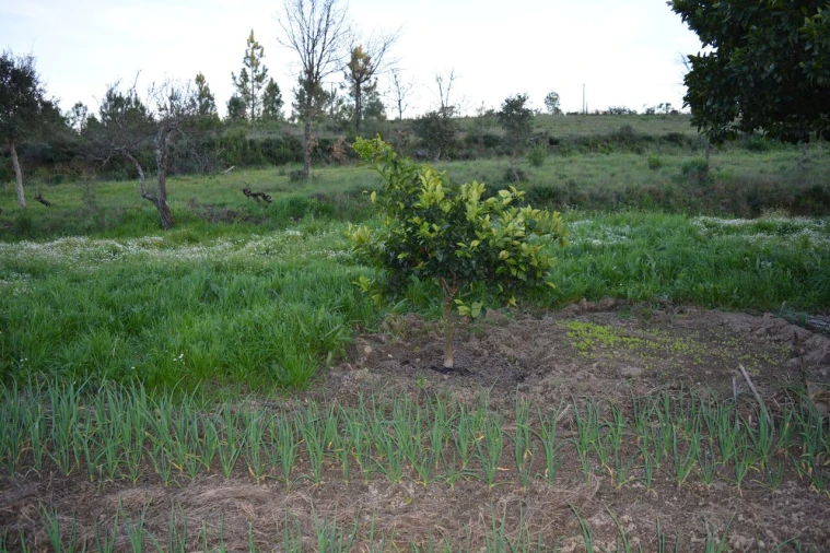 Quinta T3 para Venda em Vale de Prazeres e Mata da Rainha Foto 29