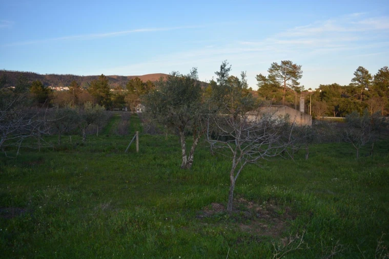 Quinta T3 para Venda em Vale de Prazeres e Mata da Rainha Foto 34