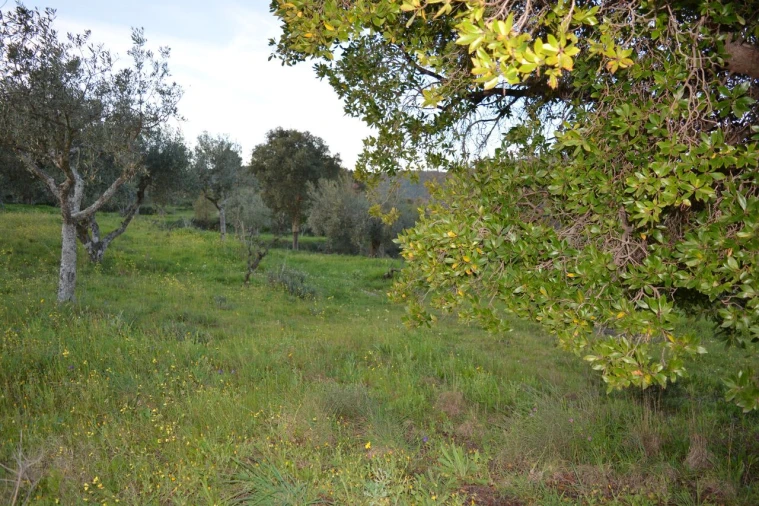 Quinta T3 para Venda em Vale de Prazeres e Mata da Rainha Foto 35