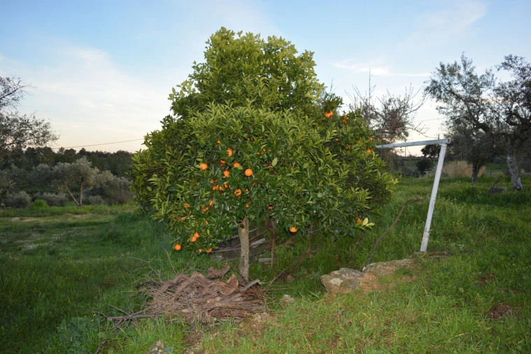 Quinta T3 para Venda em Vale de Prazeres e Mata da Rainha Foto 36