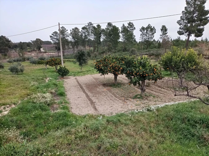 Quinta T3 para Venda em Vale de Prazeres e Mata da Rainha Foto 37