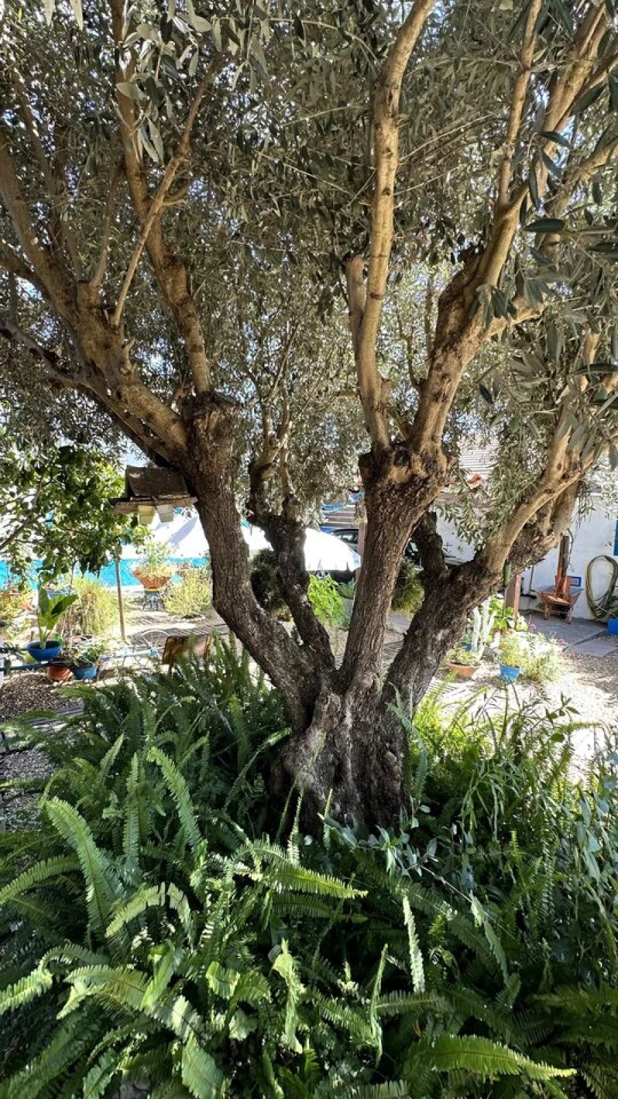 Moradia T2 para Venda em Grândola e Santa Margarida da Serra Foto 40