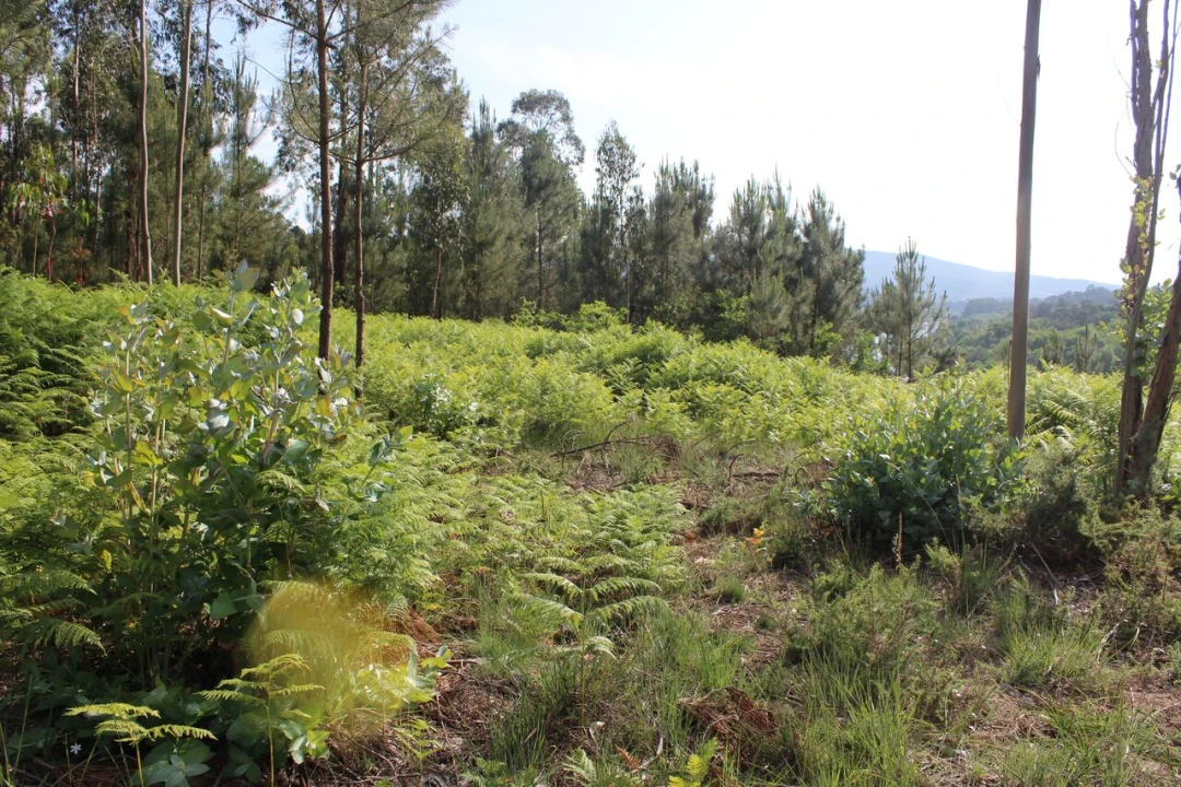 Terreno para Venda em Mazedo e Cortes Foto 2