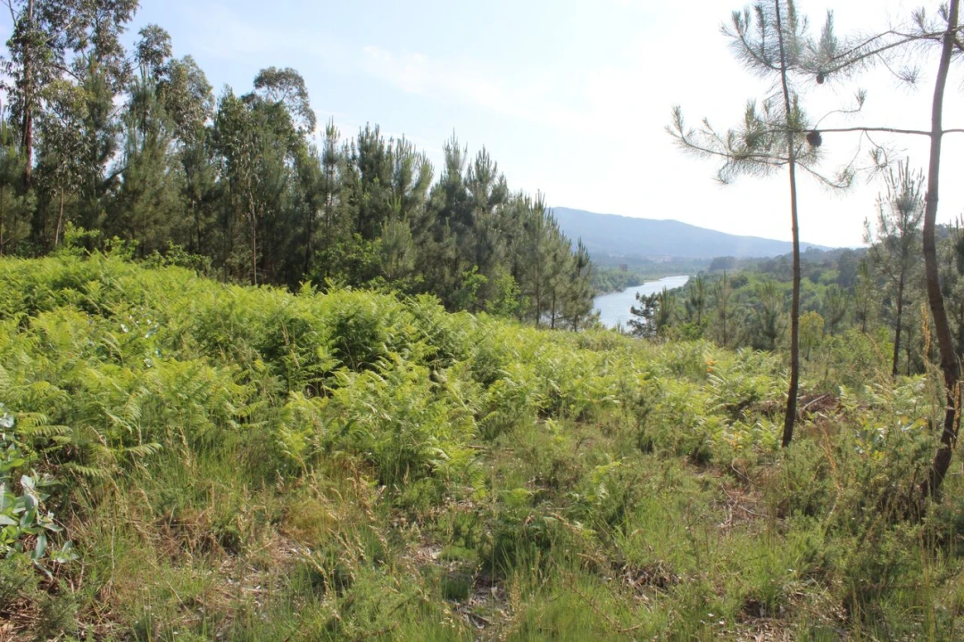 Terreno para Venda em Mazedo e Cortes Foto 3