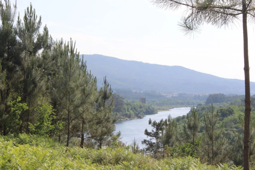 Terreno para Venda em Mazedo e Cortes Foto 5