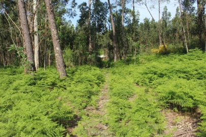 Terreno para Venda em Mazedo e Cortes