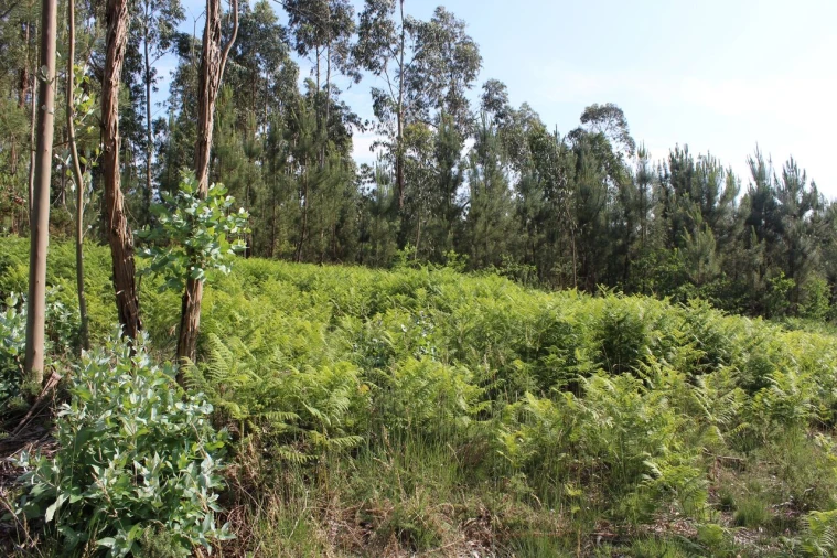 Terreno para Venda em Mazedo e Cortes Foto 6