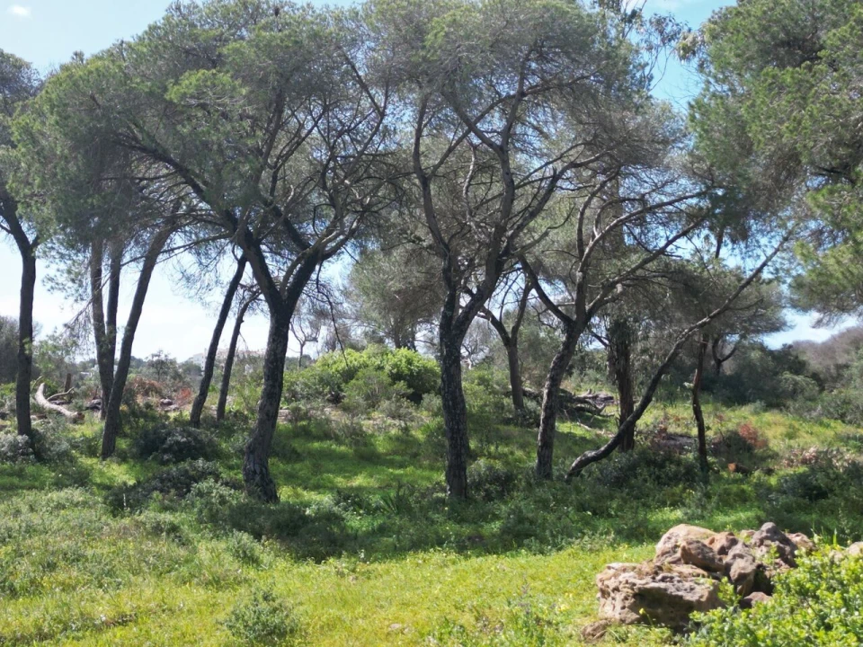 Terreno para Venda em Lagoa e Carvoeiro Foto 10