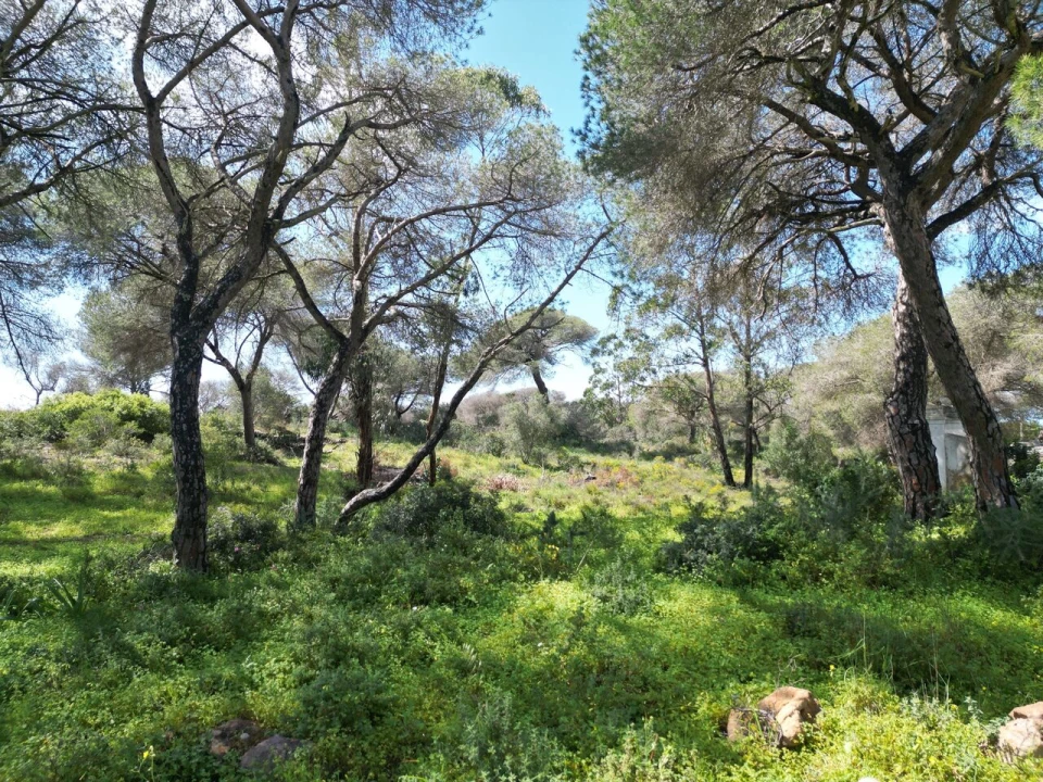 Terreno para Venda em Lagoa e Carvoeiro Foto 14