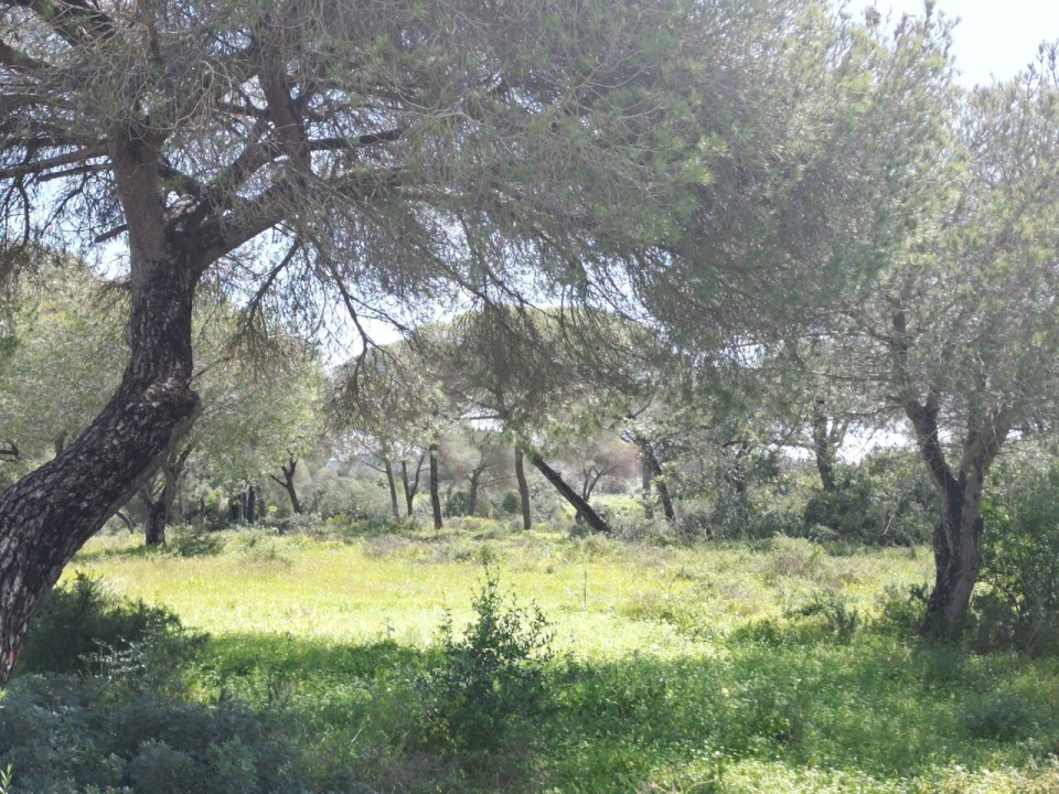 Terreno para Venda em Lagoa e Carvoeiro Foto 2
