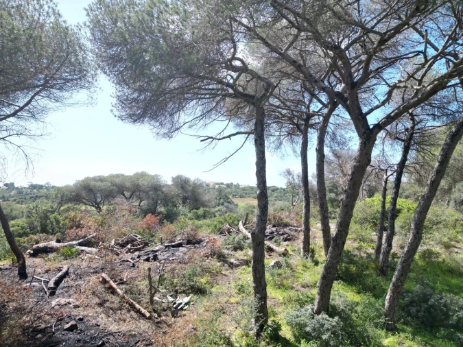 Terreno para Venda em Lagoa e Carvoeiro Foto 16